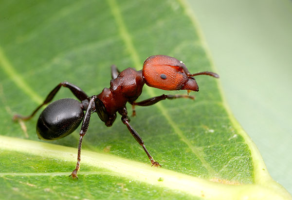 Atopomyrmex mocquerysi